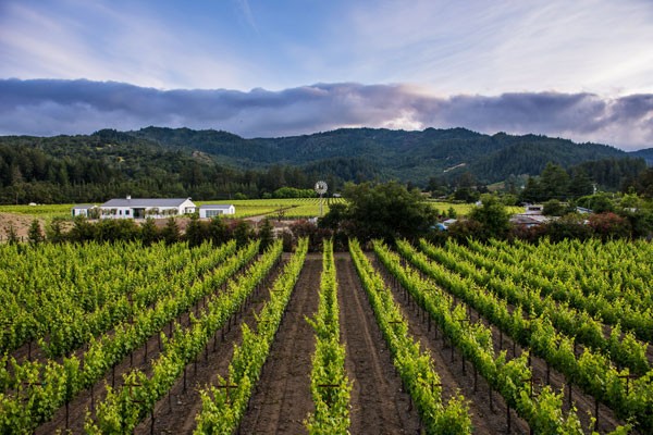 Field of Grape Vines 