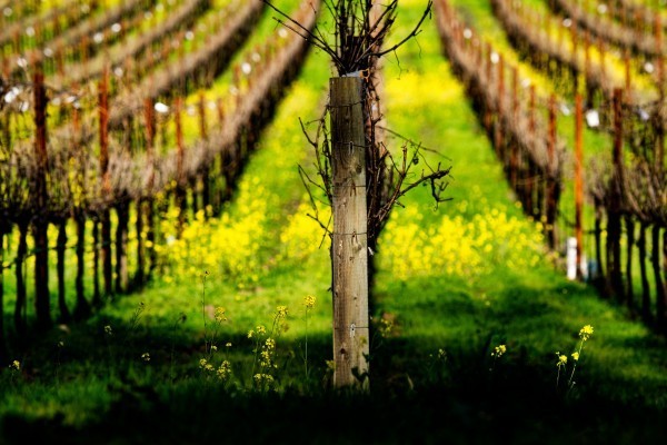 Napa Valley grape wines