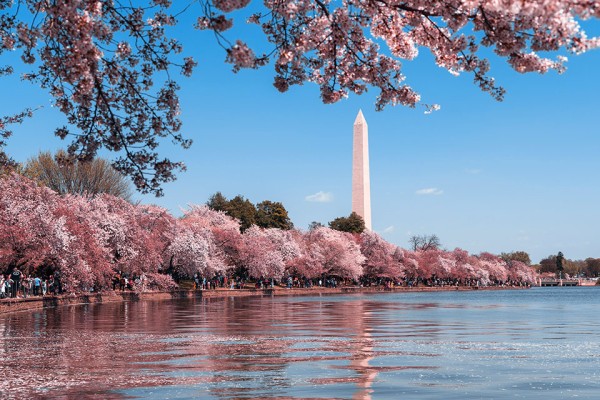 Washington, D.C. lake with blooming trees